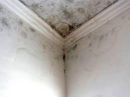 Trusted Albany, KY Mold Prevention & Removal  Experts